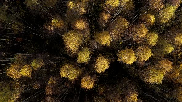 Flying Above Yellow Birch Tree Forest Canopy