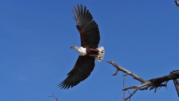 African Fish-Eagle, haliaeetus vocifer, Adult at the top of the Tree, Flapping Wings, in flight