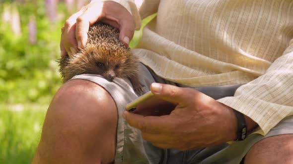 Senior Man in Shorts Strokes Cute Hedgehog in Sunny Park