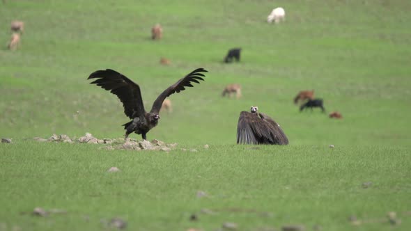 Vultures Spreads Wings