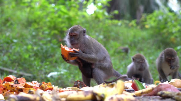 Monkey mother bring its baby eat fruit