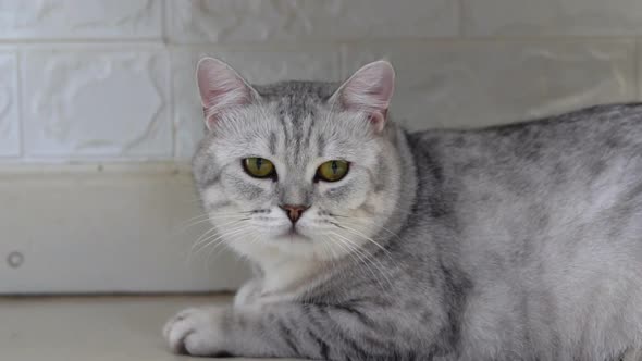 Cute Fat Scottish Cat Lying And Looking On Floor