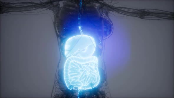 3d Illustration of Human Digestive System Parts and Functions alt