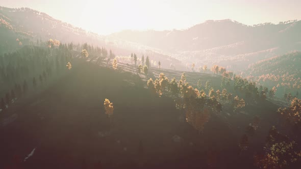 Trees with Yellow Foliage in Foggy Mountains