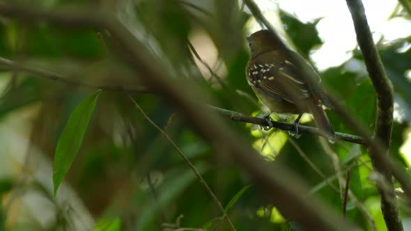 Small bird sits on a branch in green forest bird chirps looks for food