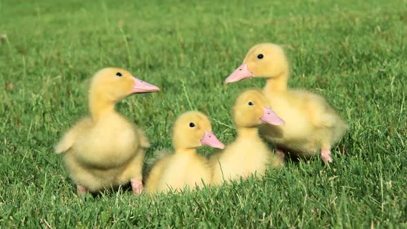 Four ducklings on grass