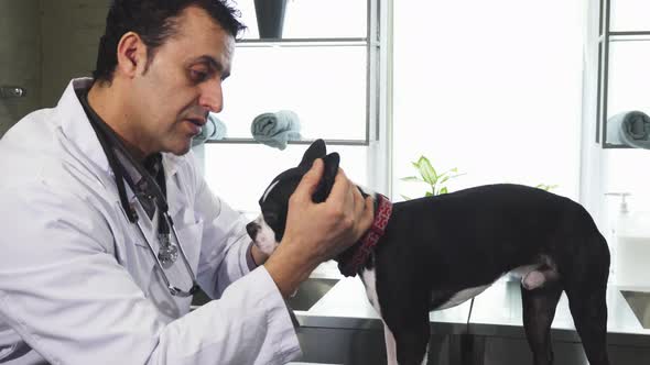 Mature Professional Vet Examining Ears of a Cute Dog Boston Terrier