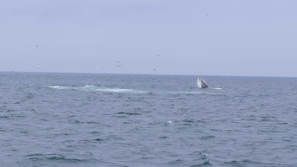 Humpback whale jumping out of the water at Monterey Bay, California, USA