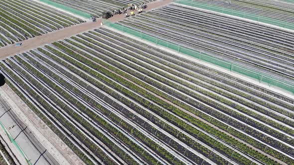 Aerial View of a Strawberry Farm in Australia