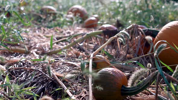 Closeup dolly motion to the right of a medium sized, sweating pumpkin withering on a vine at sunrise