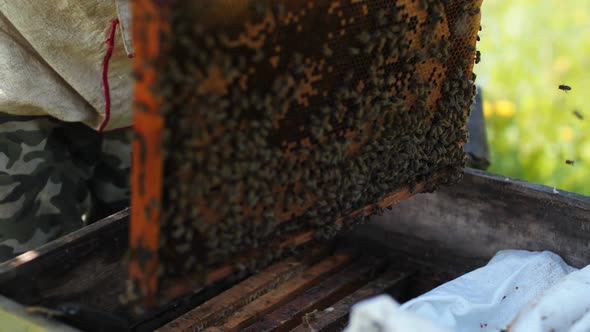 Bee Keeper Takes Out Honey Combs with Insects From Beehouse