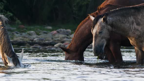 One-eyed horse dunks its head under the water looking for food.