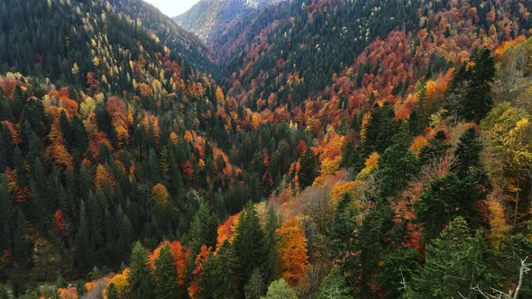 Aerial drone view of nature in Romania. Carpathian mountains, hills covered with lush