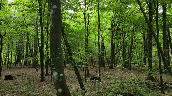 Slow Motion View of Green Forest By Day