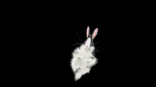 60 Rabbit Jump Over HD