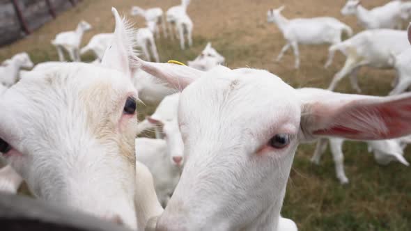 Interested Curios Young Goats Leaning on Wooden Fence in Paddock Looking at Camera