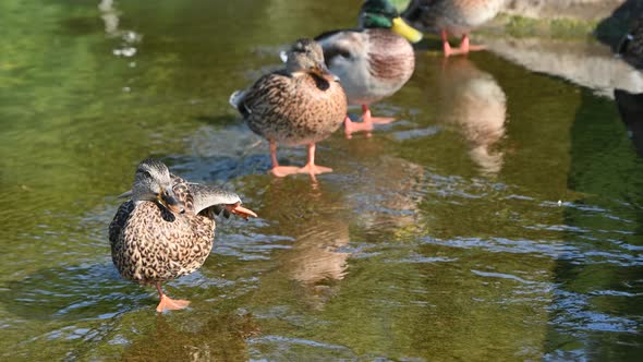 Wild ducks resting on a pond