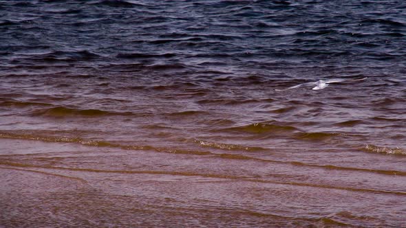 Seagulls Over The Surf alt