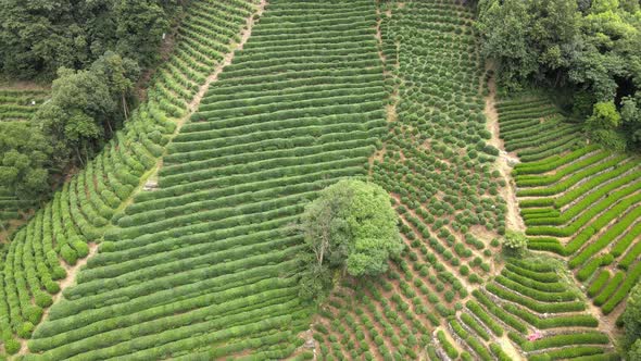 Tea Plants, Natural Landscape