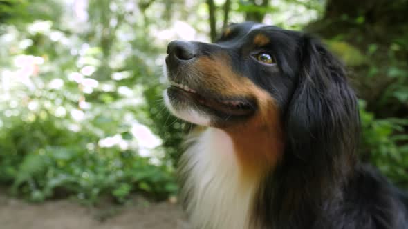Tight shot of a smiling mini Australian Shepherd's face out on a hiking trail.