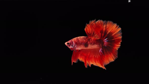 red color Siamese fighting fish