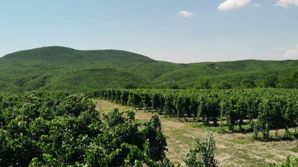 Low Span Over a Vineyard with a Rural Road That Leads Into Green Mountains. Beautiful Aerial Footage