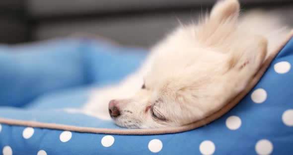 Pomeranian dog sleep on bed at home