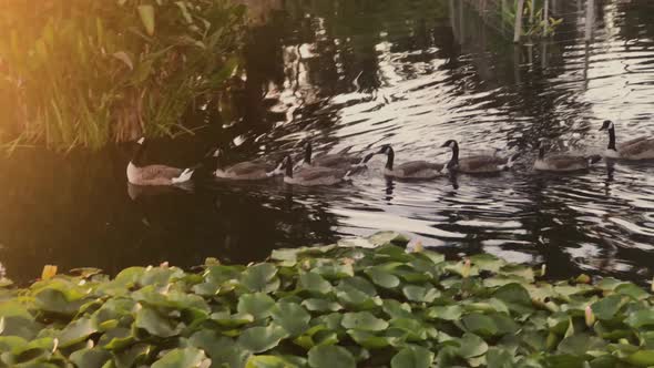 A line of young Canada Geese swims past