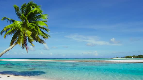 Tropical Beach with Palm Tree in French Polynesia