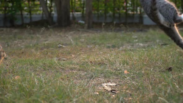 Two Kitten Playing In The Garden Together On Summer Day