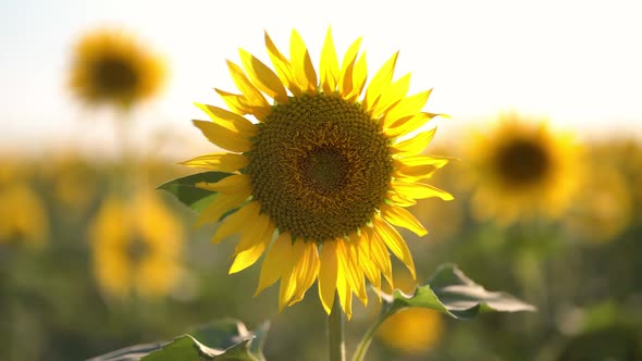 Beautiful Yellow Sunflowers in a Summer Field. Orange Sunflower Field