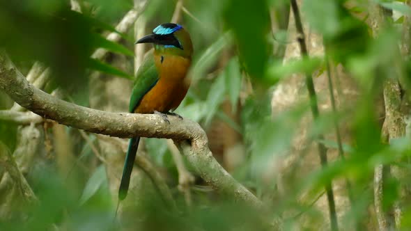 Blue crowned motmot bird enjoying beautiful day on tree branch