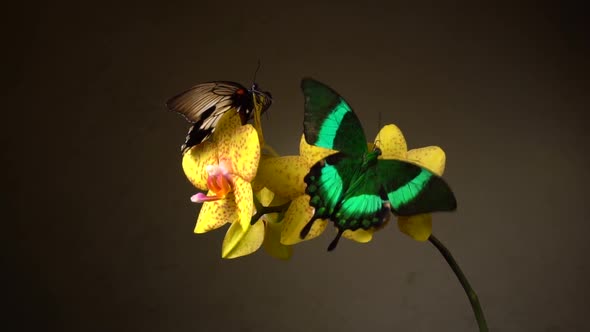 Butterflies on a Flower