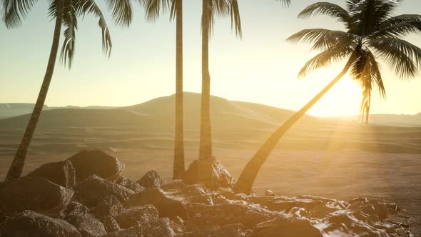 Palms in Desert at Sunset