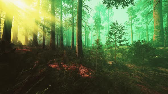 Deep in the Forest on a Misty Morning alt