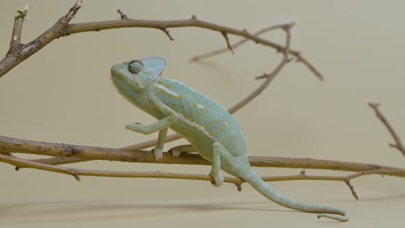 Colorful Chameleon Sits on Branch and Looks Around on Beige Background