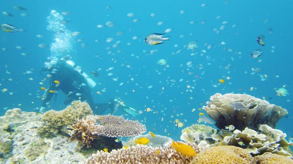 Coral Reef with Fish Underwater