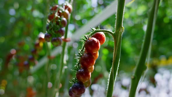 Red Tomato Plant Stem Growing in Plantation Closeup