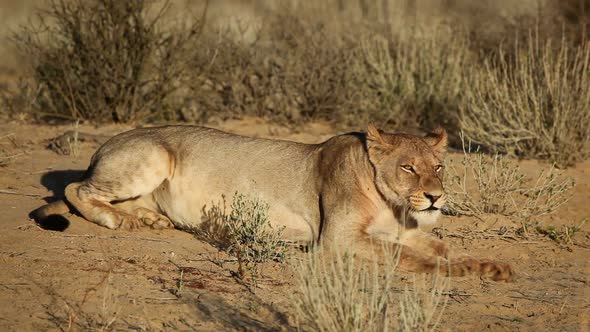 Lioness Yawning And Relaxing - Kalahari Desert
