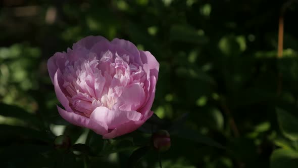 Flower Paeonia lactiflora in the garden  shallow DOF 4K 2160p 30fps UltraHD footage - Close-up of de