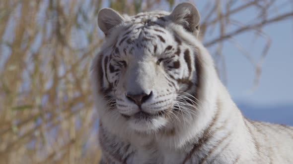 White tiger on blue sky relaxing