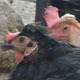Chickens Taking Dirt Bath - VideoHive Item for Sale