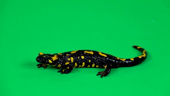 Fire Salamander. Salamandra Maculosa in Green Background