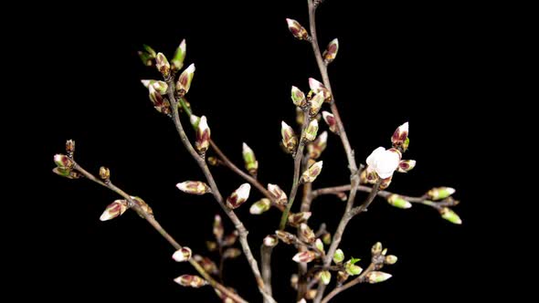 Almond Branch Trying to Bloom on a Black Background in Time Lapse