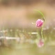 Pink Mottled Tulip Water Reflection - VideoHive Item for Sale