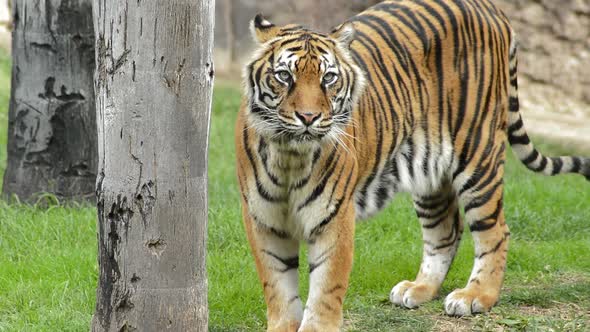 Sumatran Tiger in a Natural Park