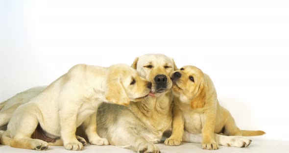 Yellow Labrador Retriever, Bitch and Puppies on White Background, Licking, Normandy, Slow Motion 4K