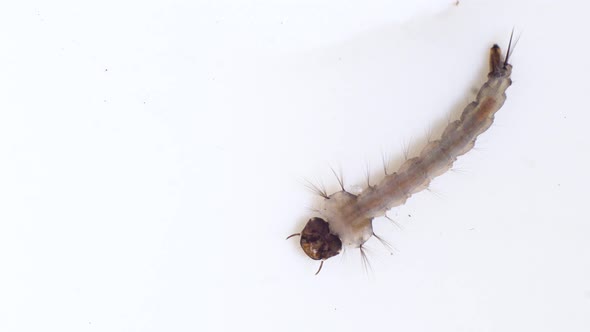 Macro shot of Mosquito Larvae