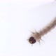 Macro shot of Mosquito Larvae - VideoHive Item for Sale