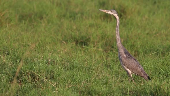 Heron in Hunting Posture